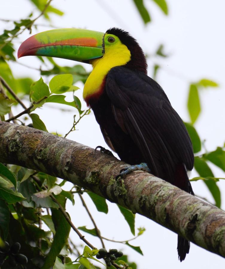 Roca Negra Del Arenal Hotel La Fortuna