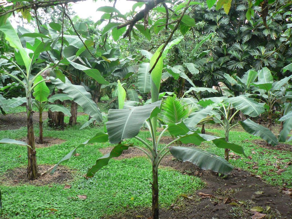Hotel Roca Negra Del Arenal La Fortuna