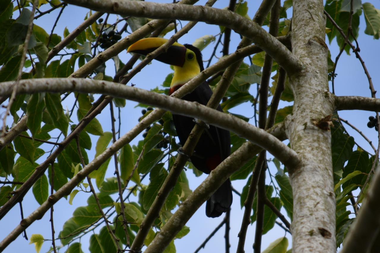 Roca Negra Del Arenal Hotel La Fortuna