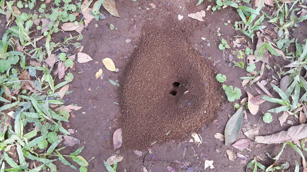 Roca Negra Del Arenal La Fortuna